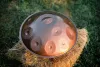 Глюкофон 53см, 11 мембран, Курд ре-минор, Kosmosky, KSY.Handpan-11
